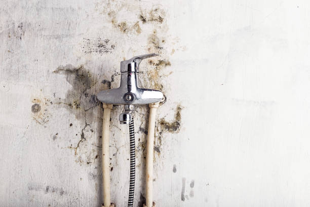 Best Commercial Mold Removal  in King, NC