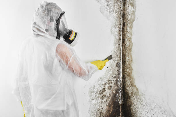 Best Professional Mold Removal  in King, NC
