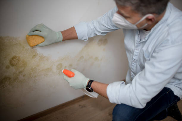 Best Same-Day Mold Removal  in King, NC