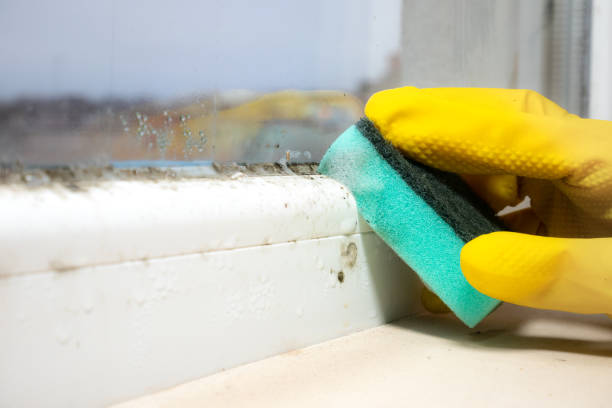 Best Residential Mold Removal  in King, NC