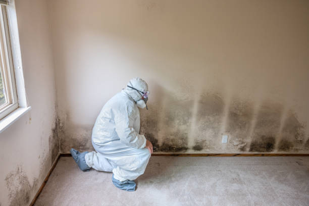 Best Mold Removal Specialists  in King, NC