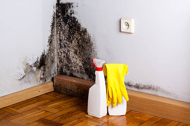 Best Emergency Mold Removal  in King, NC