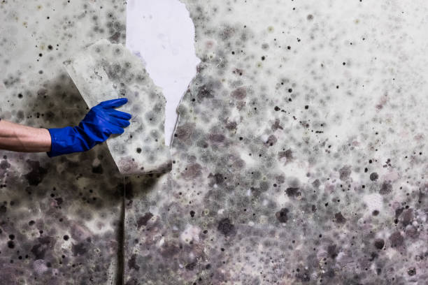 Best Mold Removal Company Near Me  in King, NC