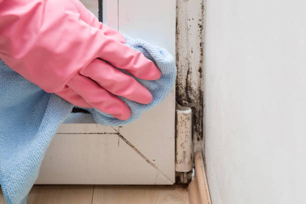 Best Black Mold Removal  in King, NC